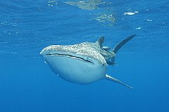 Whale_Shark-132